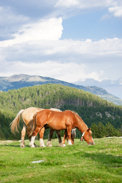 马吃草图片下载