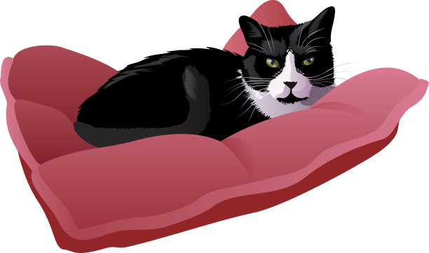 枕头上的猫图片下载