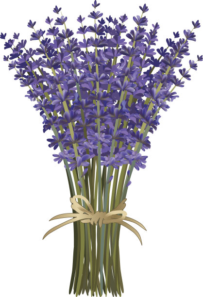 长茎薰衣草花束与麻绳蝴蝶结图片下载