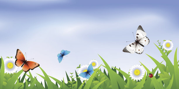 夏天的蝴蝶图片下载