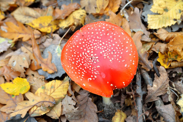 落叶间的琼脂图片下载