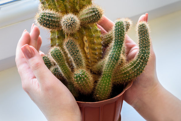女人手里拿着一盆仙人掌。碰仙人掌。图片下载