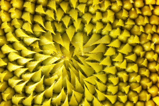 向日葵图片下载