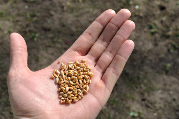 棕榈上的小麦图片下载