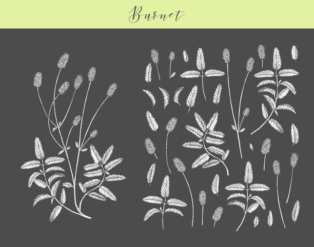 向量伯内特草。图片下载