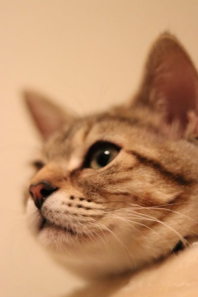 猫和小猫图片下载