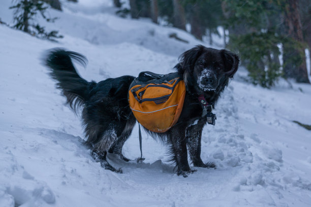 冬季徒步旅行的黑狗图片下载