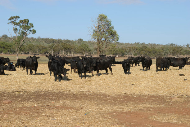 哺乳动物图片下载