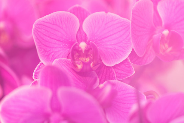 粉红蝴蝶兰花的模糊。图片下载