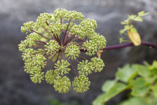 特写当归花(拉丁文:Angelica archangelica)素材图片