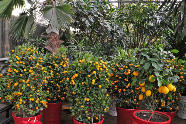 这棵树成熟了橙子图片下载