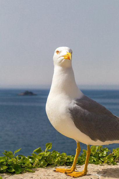 一只海鸥站在海边的一堵墙上。图片下载