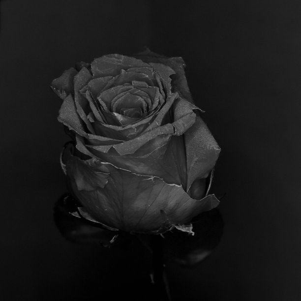 黑色和白色的玫瑰花头图片下载