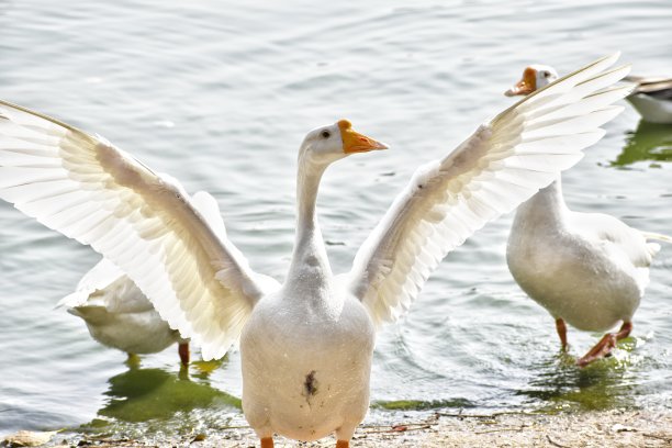 正义的翅膀图片下载