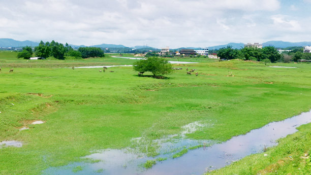 村里的绿地。在移动设备上拍摄。图片下载