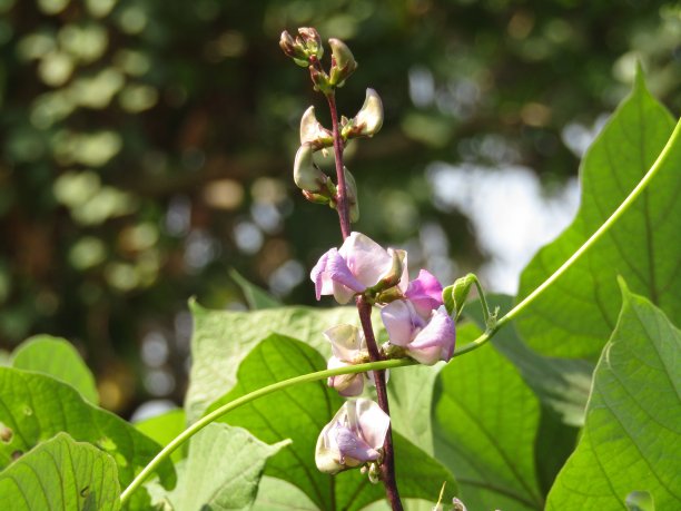 蔬菜，插图背景图案手绘素描Dolichos Lablab图片下载