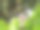 蔬菜，插图背景图案手绘素描Dolichos Lablab图片下载