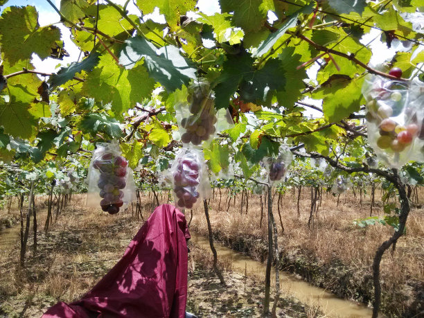 中国的葡萄农场。图片下载
