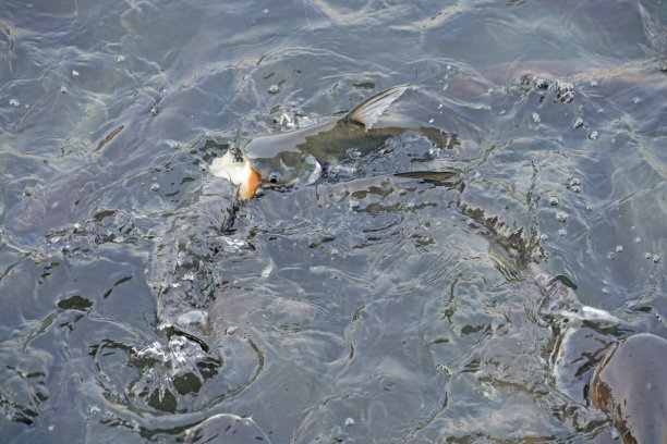 闪光的鲨鱼在河里争抢吃面包图片下载