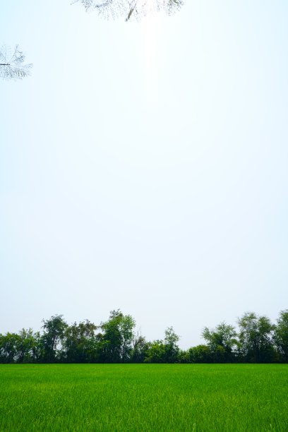 宽幅绿草与天空素材图片