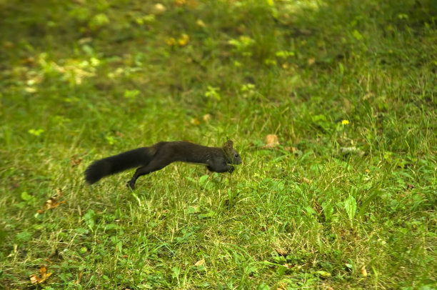 松鼠又跑又跳图片下载