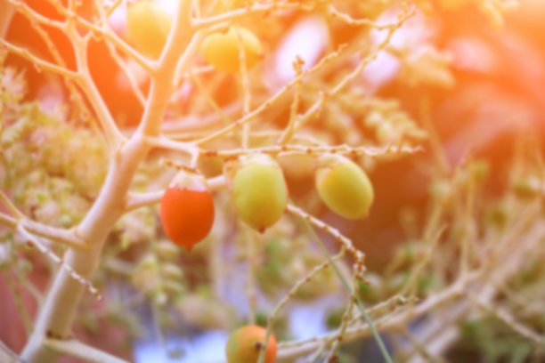 花拉贾口红棕榈(封蜡，口红，拉贾，王公)观赏植物在花园与轻日出色调。选择对焦浅景深。图片下载