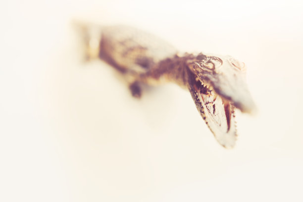 老鳄鱼图片下载