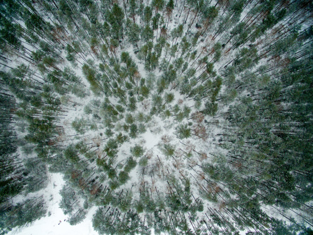 冬季森林。从以上观点。这张照片是用无人机拍摄的。松树和冷杉林在雪地里图片下载