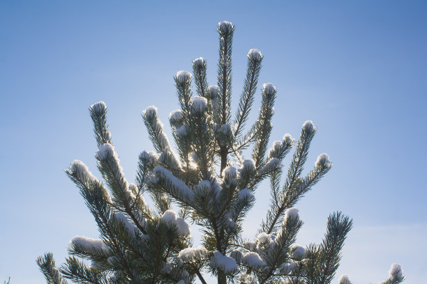 松树背光图片下载