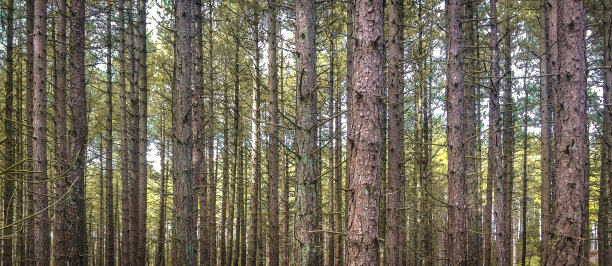 荷兰森林中笔直的树木图片下载