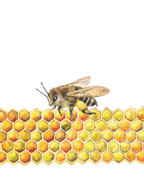 蜜蜂和蜂房的一黄金段蜡图案。蜜蜂一种西方蜜蜂或欧洲蜜蜂(意大利蜜蜂属)水彩手绘插图孤立的白色背景。图片下载