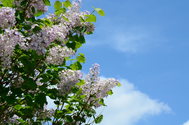 春天紫丁香图片下载
