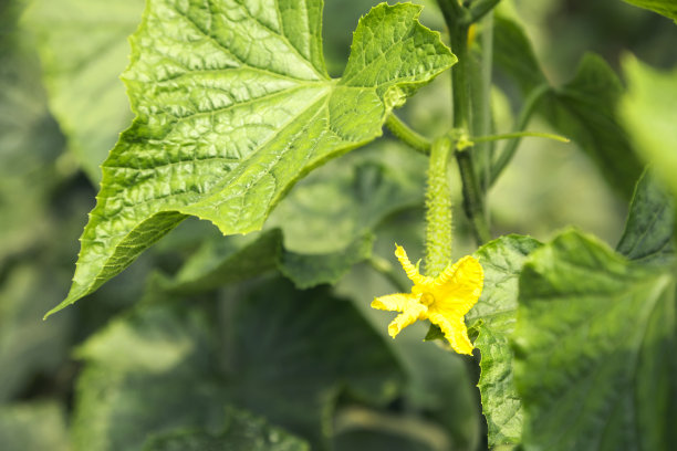 绿色的黄瓜在树枝上图片下载