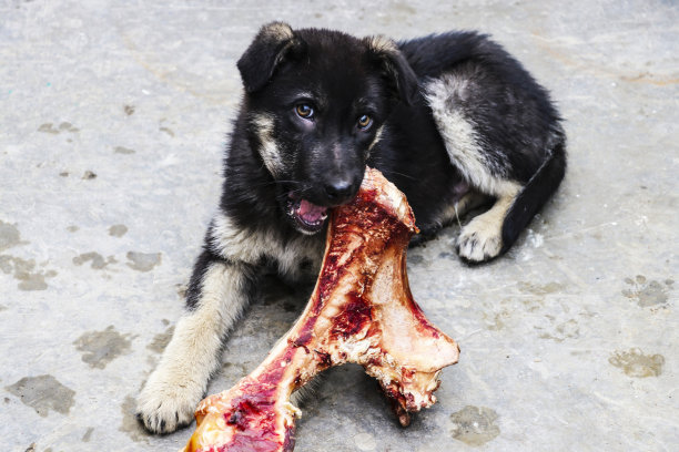 一只牧羊犬狗啃着骨头图片下载