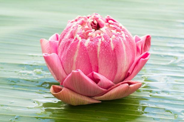 折叠荷花泰国风格的芭蕉叶背景图片下载