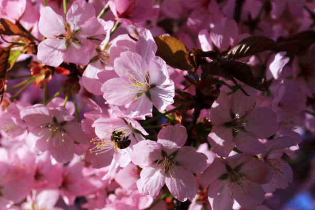 果树的花蜜吸引了许多昆虫图片下载