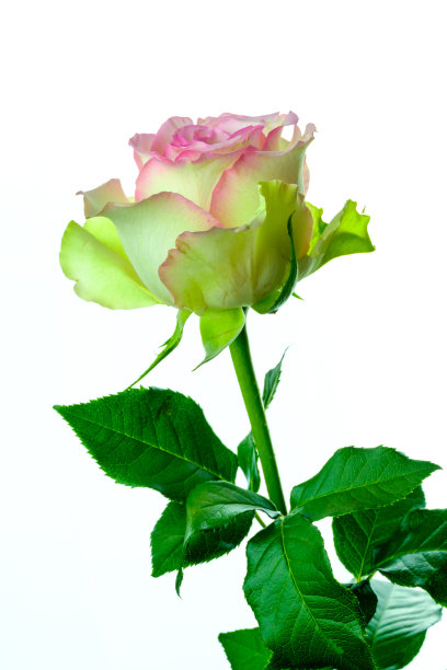 漂亮的五光十色的粉红色和黄色的玫瑰花瓣图片下载