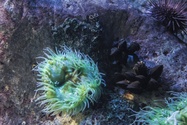 美丽的海葵和珊瑚礁上的鱼。图片下载