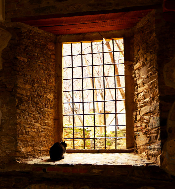 猫和光线图片下载