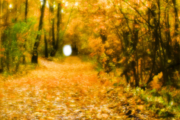 模糊的秋景背光着树木，飘落的黄叶和柔和的光。用软镜头拍摄了浅景深的野外照片。图片下载