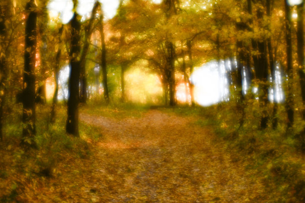 模糊的秋景背光着树木，飘落的黄叶和柔和的光。用软镜头拍摄了浅景深的野外照片。图片下载