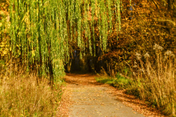 模糊的秋景背光着树木，飘落的黄叶和柔和的光。用软镜头拍摄了浅景深的野外照片。图片下载