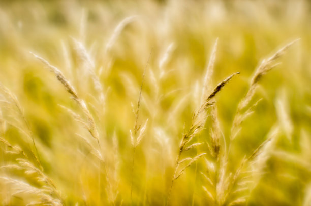 柔和的背景模糊了秋天的干草。特写小麦穗背景。用软镜头拍摄了浅景深的野外照片。图片下载