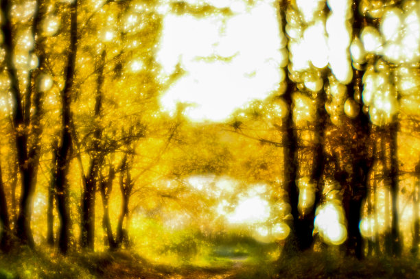 模糊的秋景背光着树木，飘落的黄叶和柔和的光。用软镜头拍摄了浅景深的野外照片。图片下载