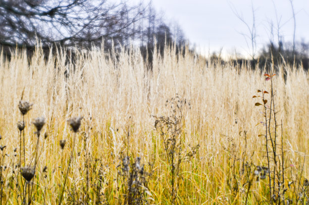 秋天的风景从干枯的茎和高大的草和树枝的背景。用软镜头拍摄了浅景深的野外照片。模糊的图片下载