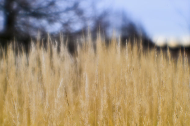秋天的风景从干枯的茎和高大的草和树枝的背景。用软镜头拍摄了浅景深的野外照片。模糊的图片下载