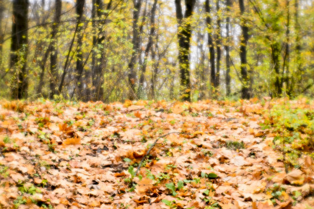 模糊的秋景背光着树木，飘落的黄叶和柔和的光。用软镜头拍摄了浅景深的野外照片。图片下载