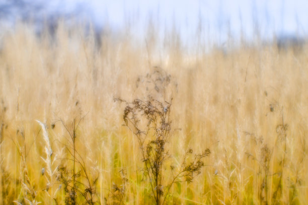 柔和的背景模糊了秋天的干草。特写小麦穗背景。用软镜头拍摄了浅景深的野外照片。图片下载