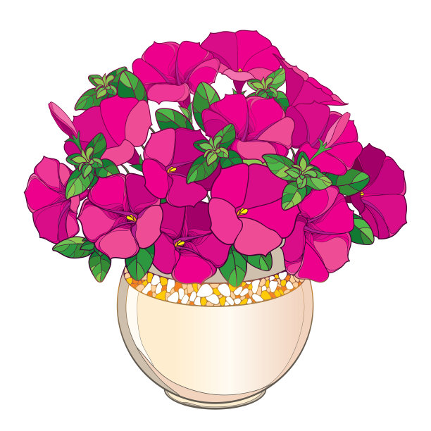 矢量花束与轮廓粉红色牵牛花，绿色的叶和芽在华丽的圆形花盆孤立在白色的背景。图片下载