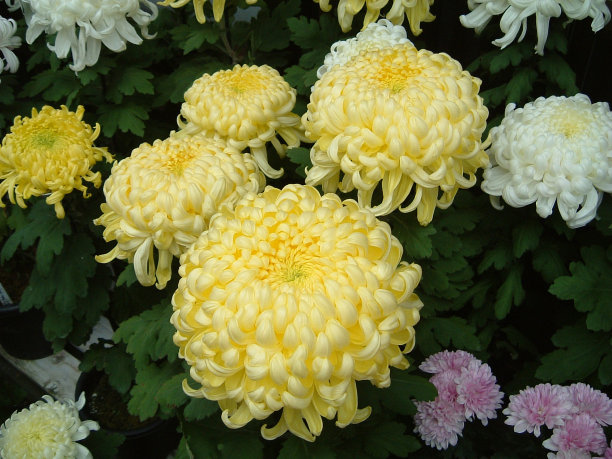 淡黄色菊花图片下载